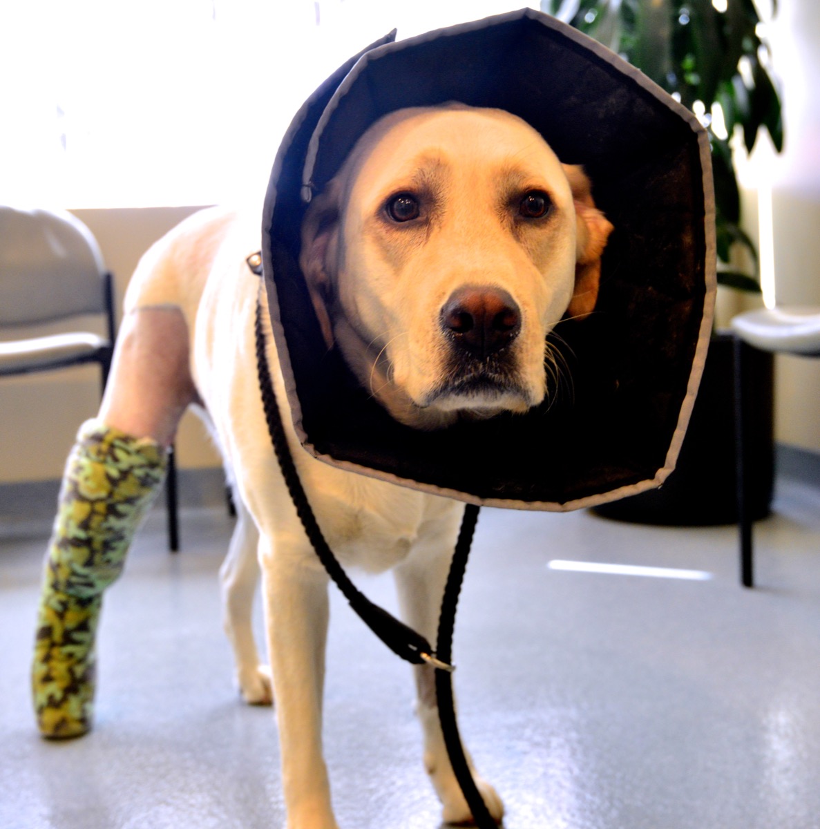 A sad dog with a cone and a broken leg