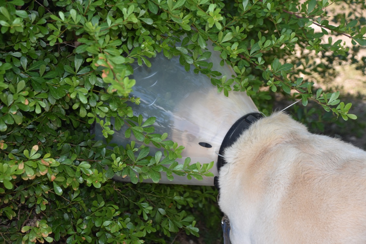 Dog with a plastic collar staring into a bush