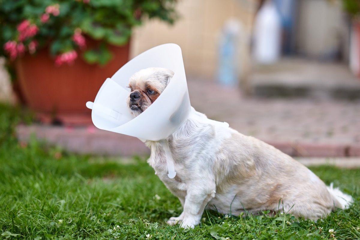 20 Adorably Awkward Dog Cone Photos That Will Crack You Up — Best Life