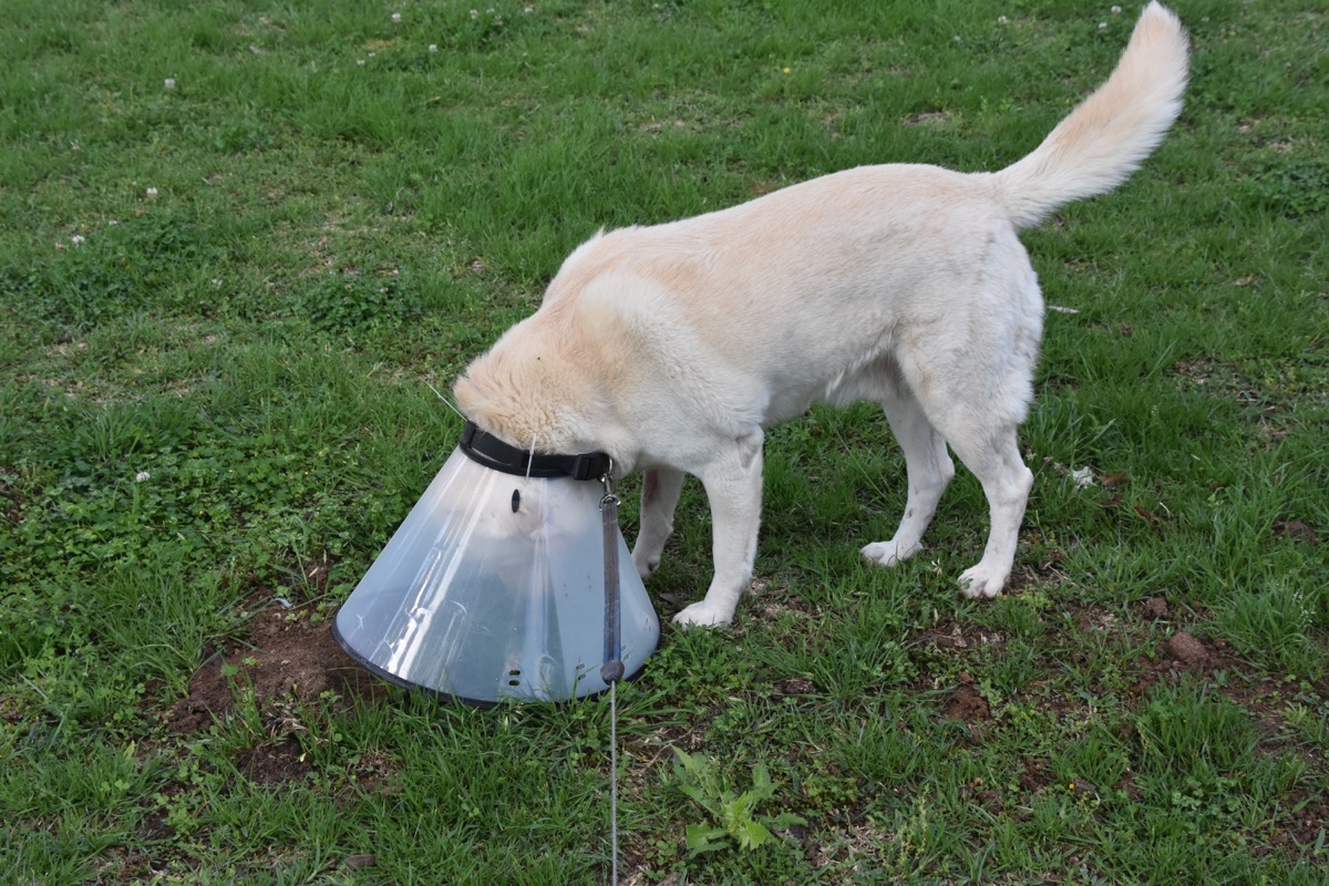Dog is trying to sniff the ground but his cone is getting in the way