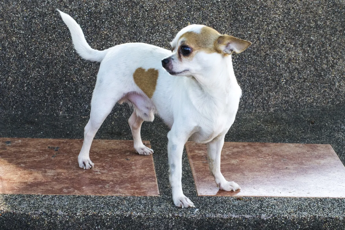 Small dog with a heart-shaped birthmark