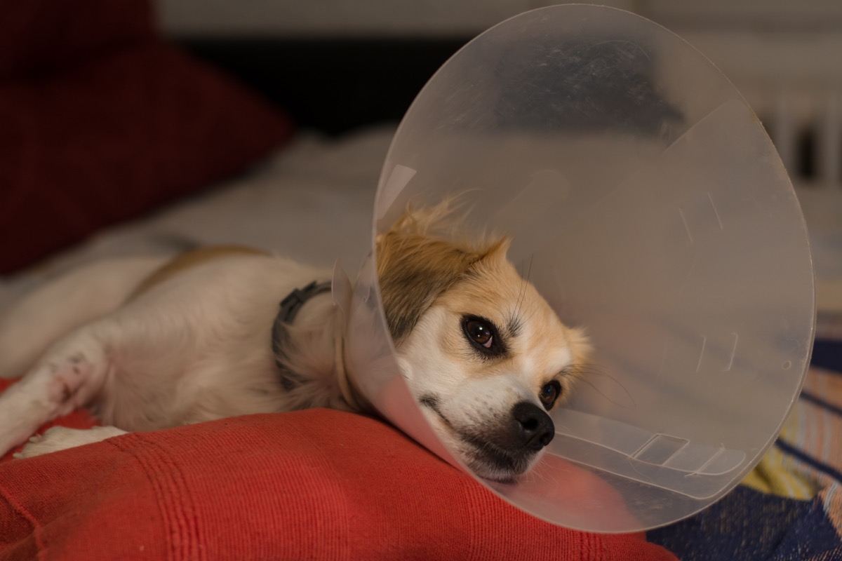 Dog sleeping with a cone of shame on