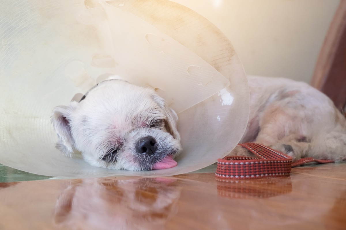 Cute dog sleeping in a cone with their tongue out