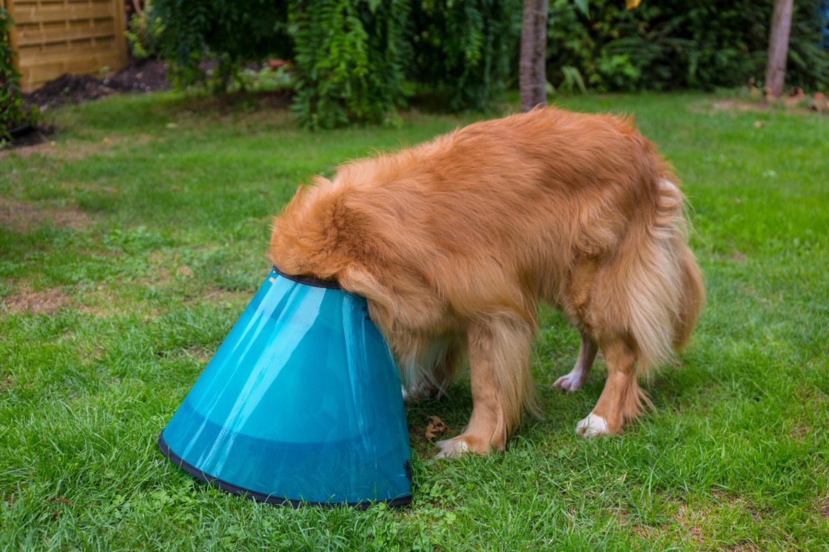 Dog trying to sniff the ground with a cone on