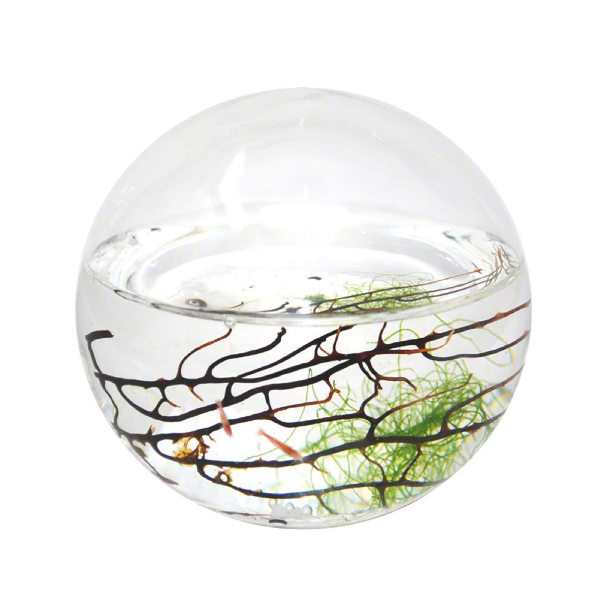 clear sphere with brine shrimp, seaweed, branch, and water in it