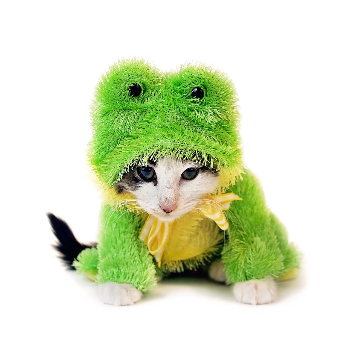 frog kitten