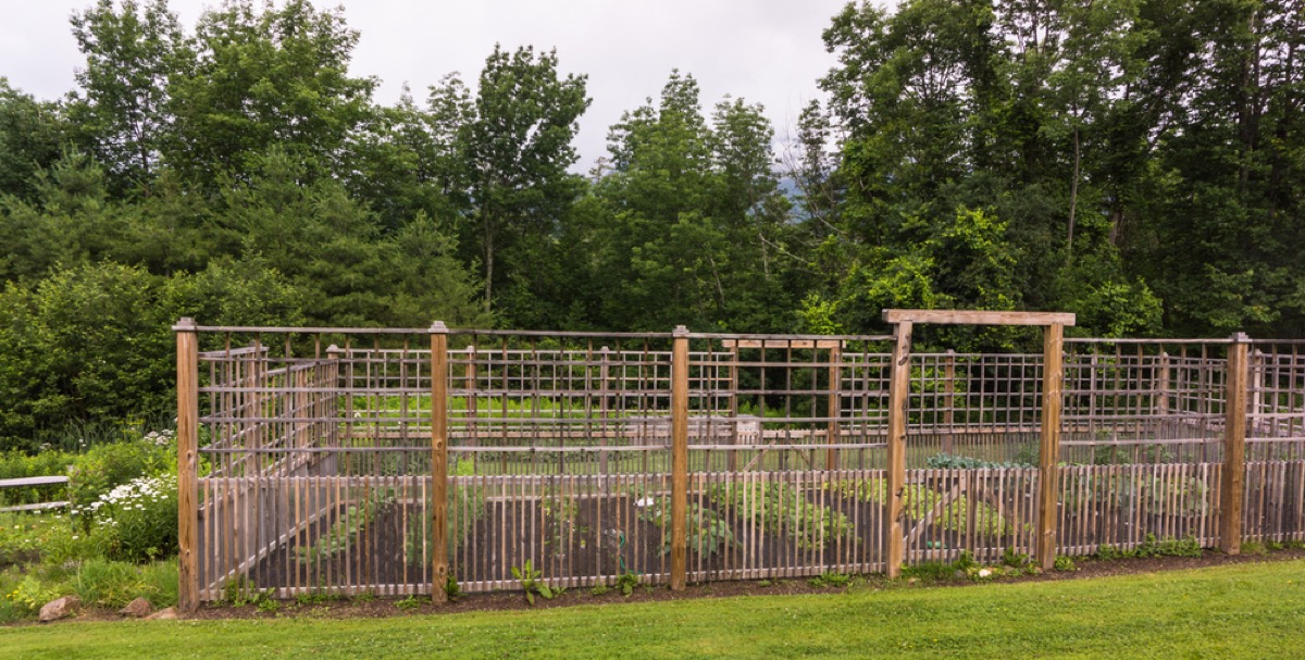 wooden fencing surrounding garden with evergreens in the background