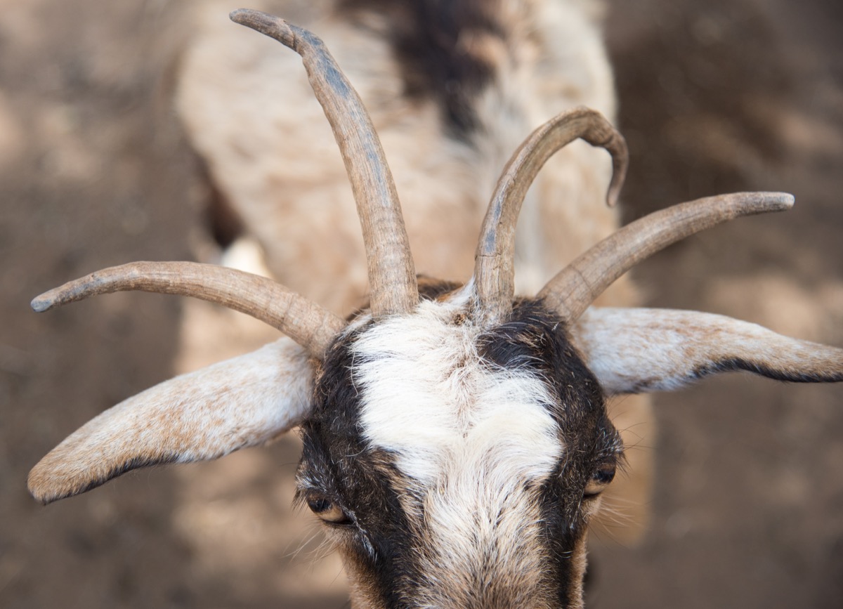A goat with four horns