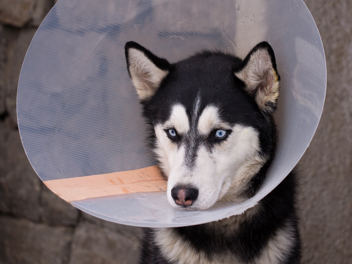 Hilarious husky wearing a medical cone