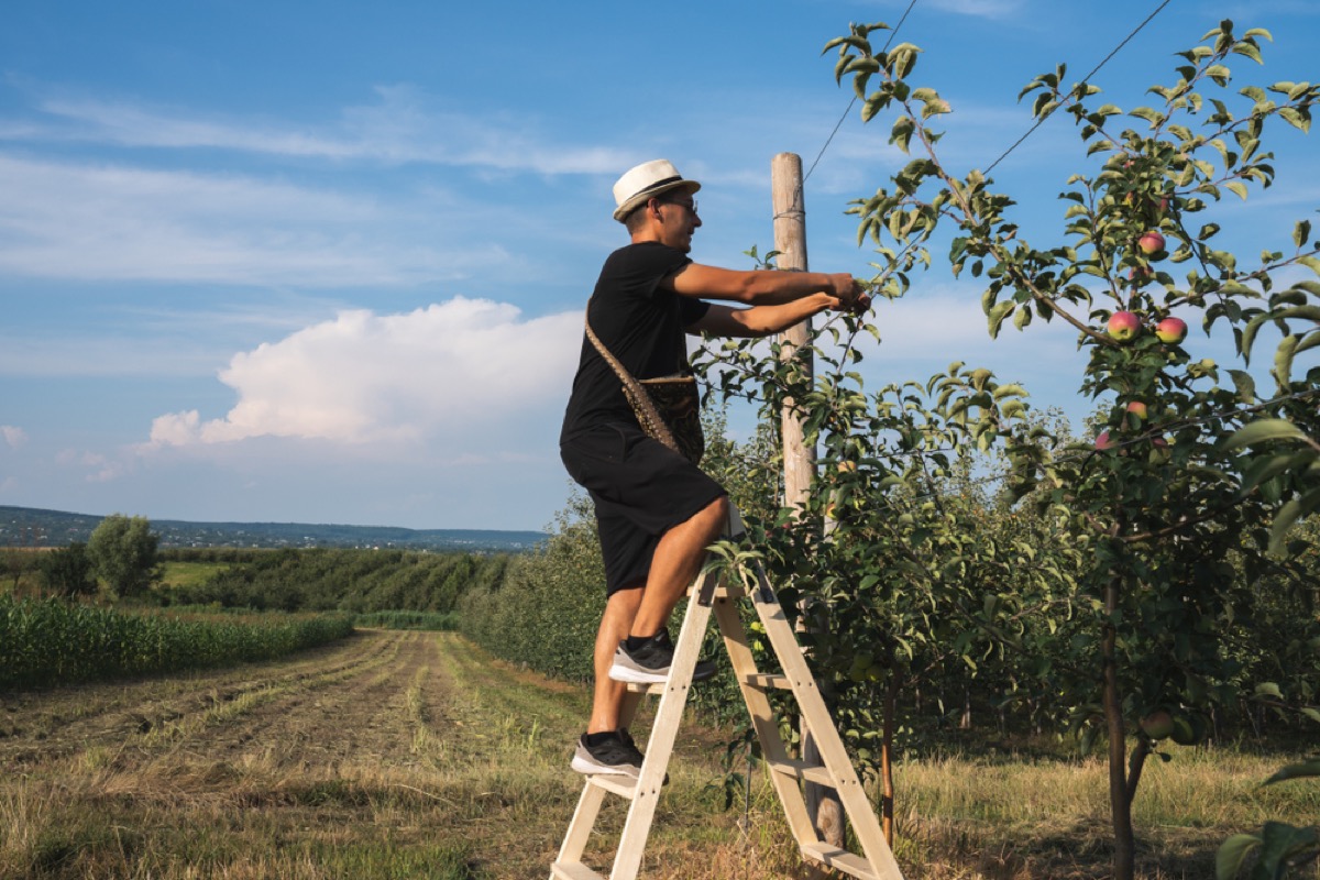 young white man on ladder tying apple trees to wire fencing