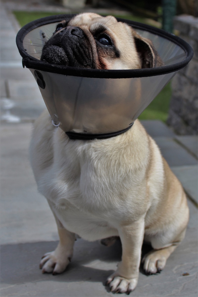20 Adorably Awkward Dog Cone Photos That Will Crack You Up — Best Life