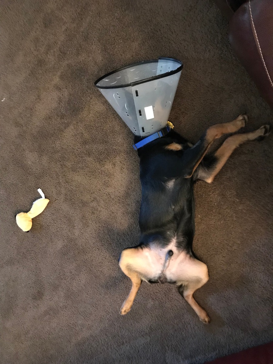 A rottweiler taking a nap in a cone