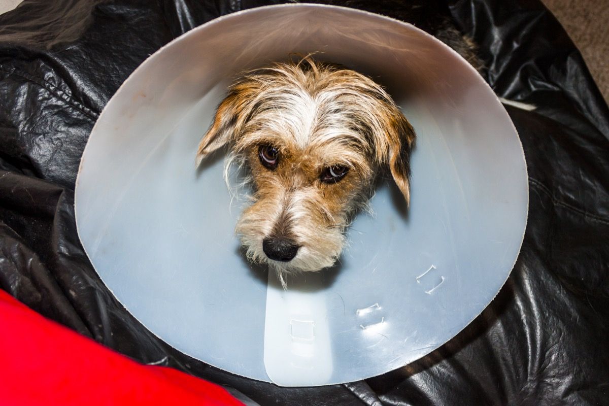 can dogs sleep with cone collar