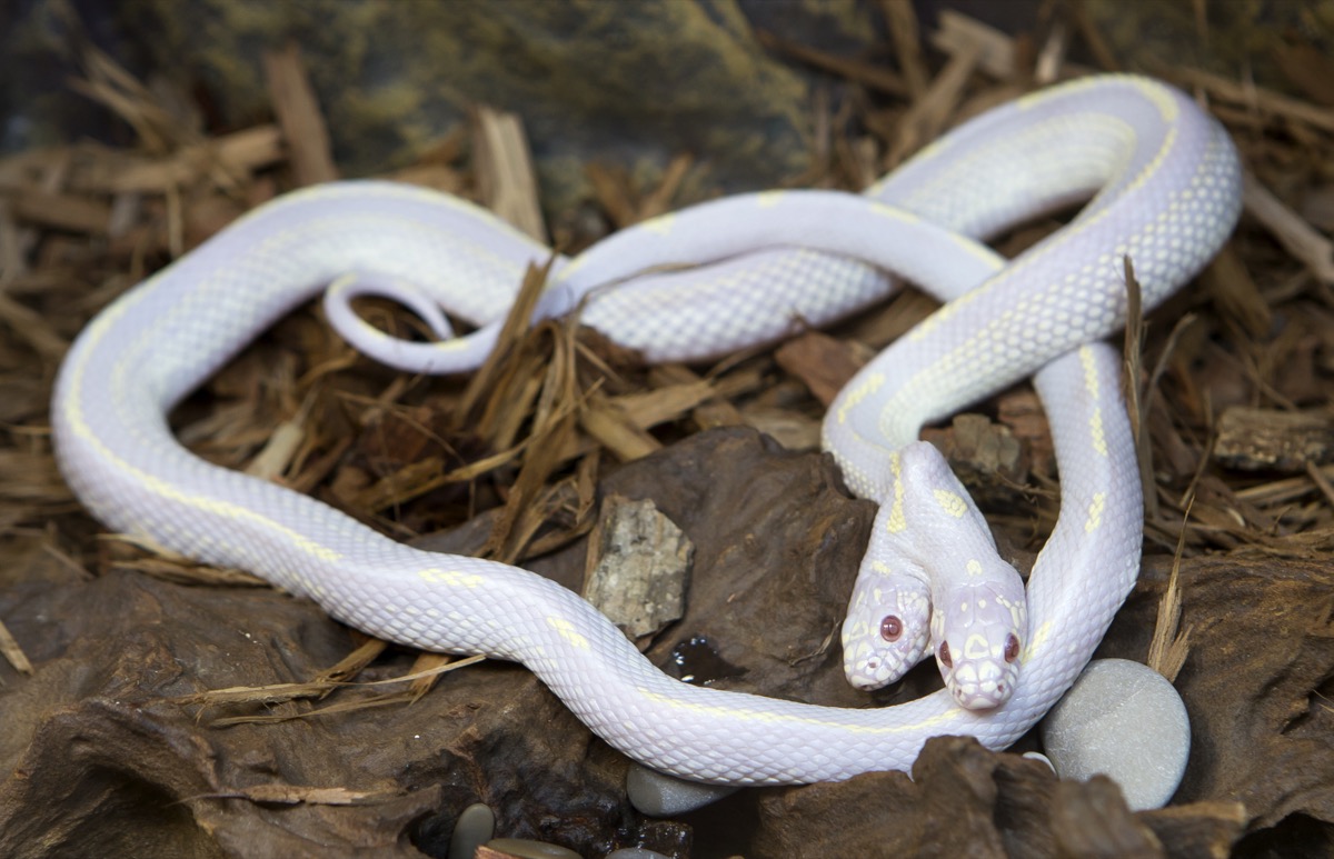 Двухгодовая белая змея