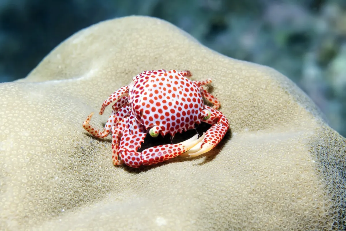 A red-spotted coral crab in the ocean