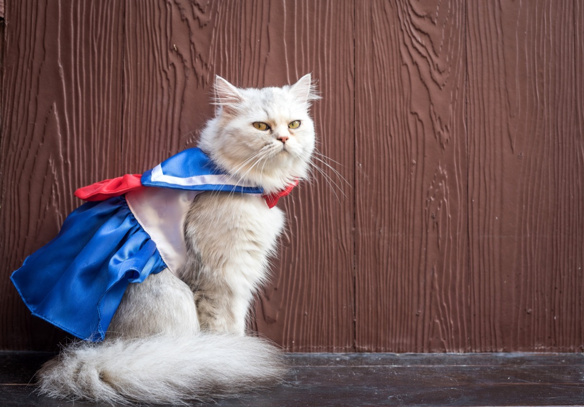 white persian cat dressed up as sailor moon
