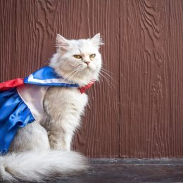 white persian cat dressed up as sailor moon