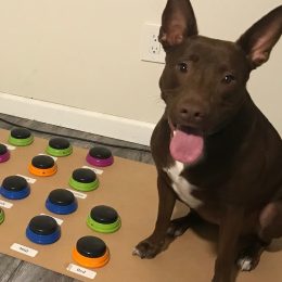 dog learns to speak using soundboard