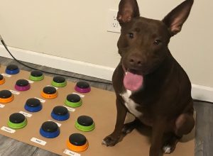 dog learns to speak using soundboard