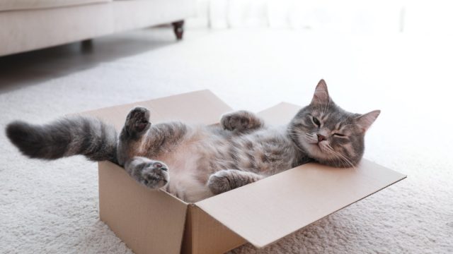 Tabby cat in cardboard box