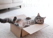 Tabby cat in cardboard box