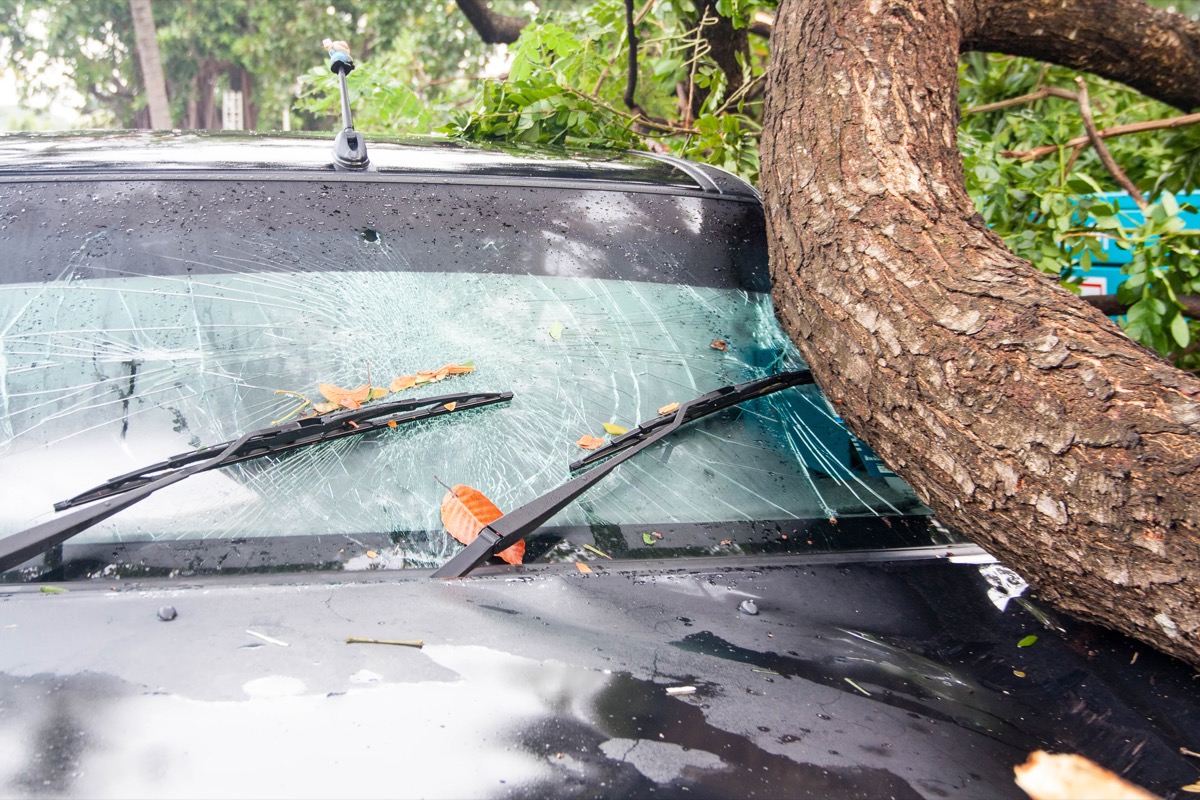 branch that has fallen on car