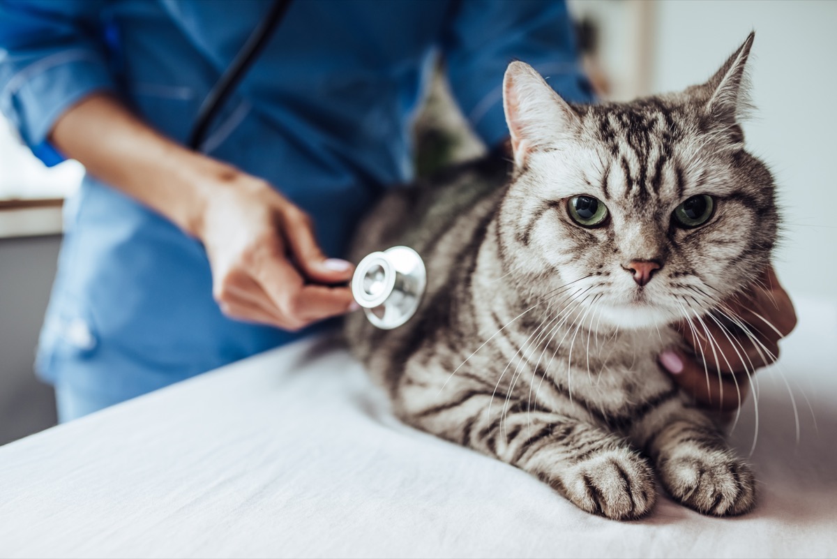 Signs Your Cat Has a Cold, According to Vets — Best Life