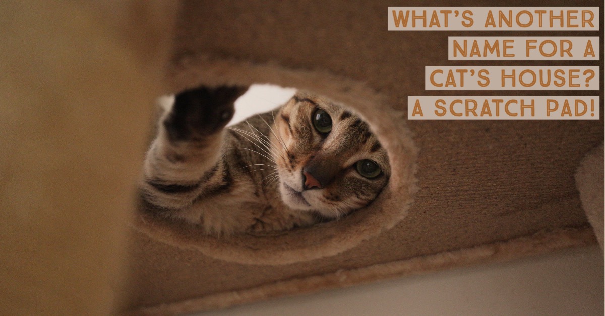 40 Cat Jokes That Are PurrFectly Hilarious — Best Life