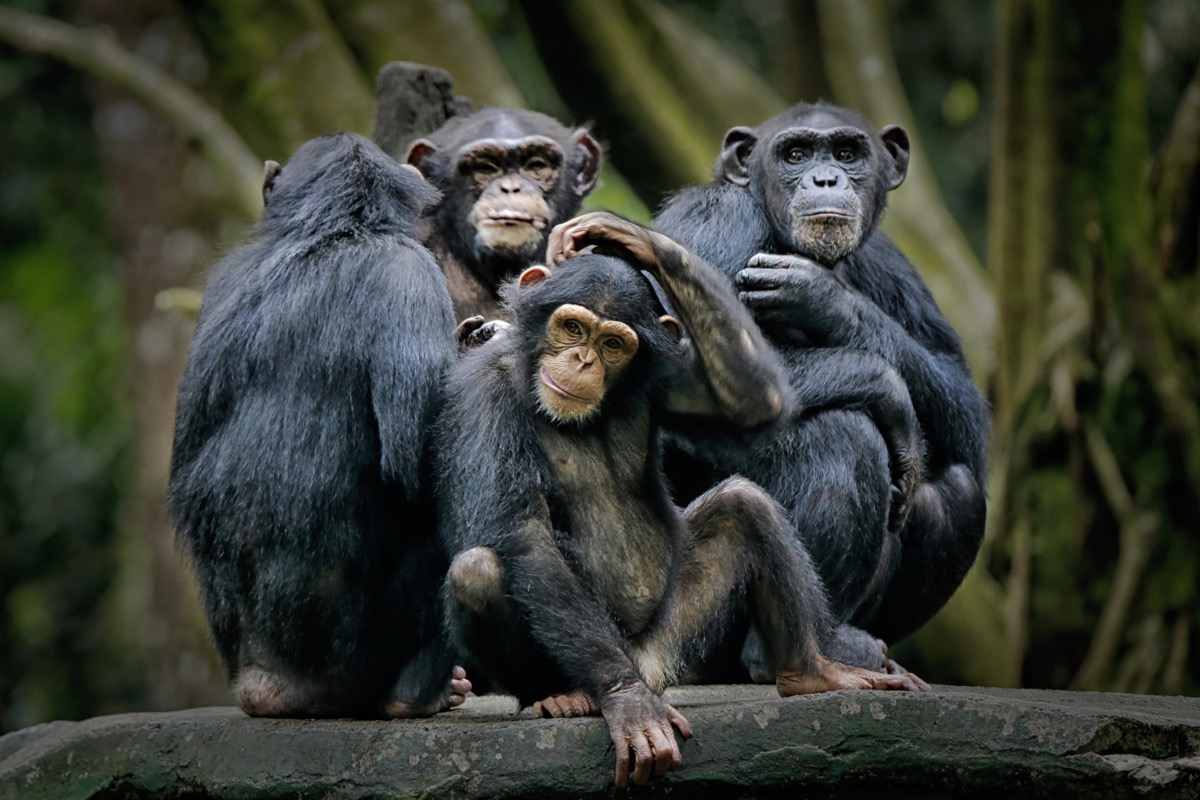 chimpanzees on a branch