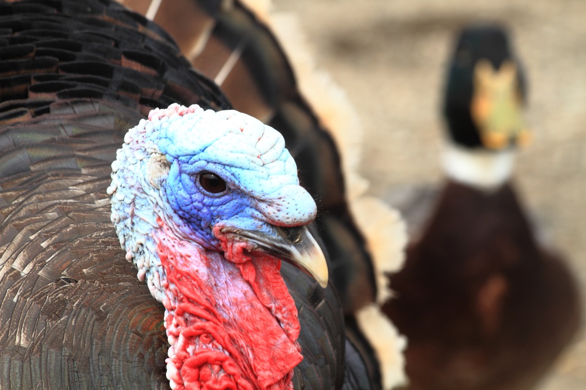 color head of turkey
