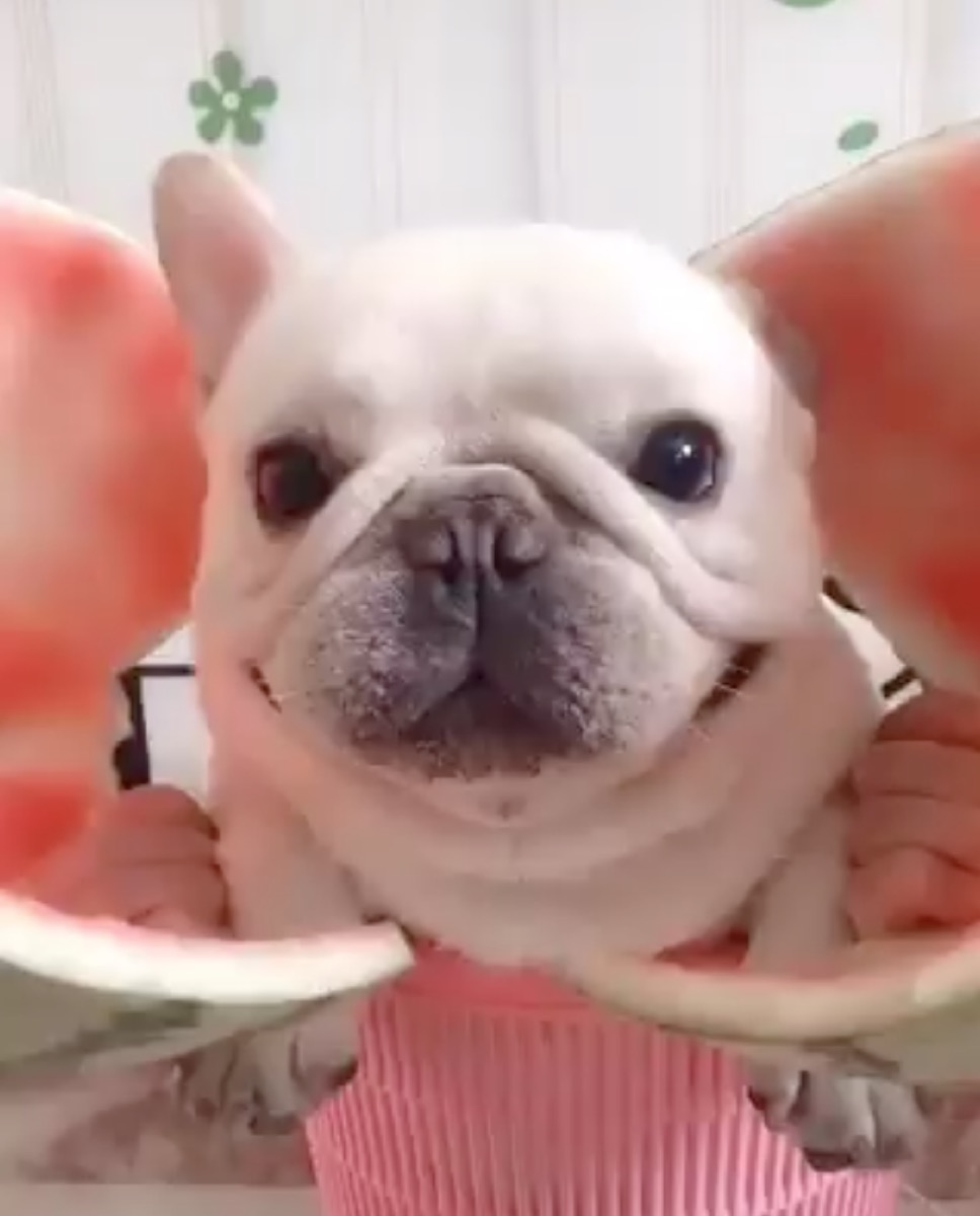 dog hatching out of a watermelon