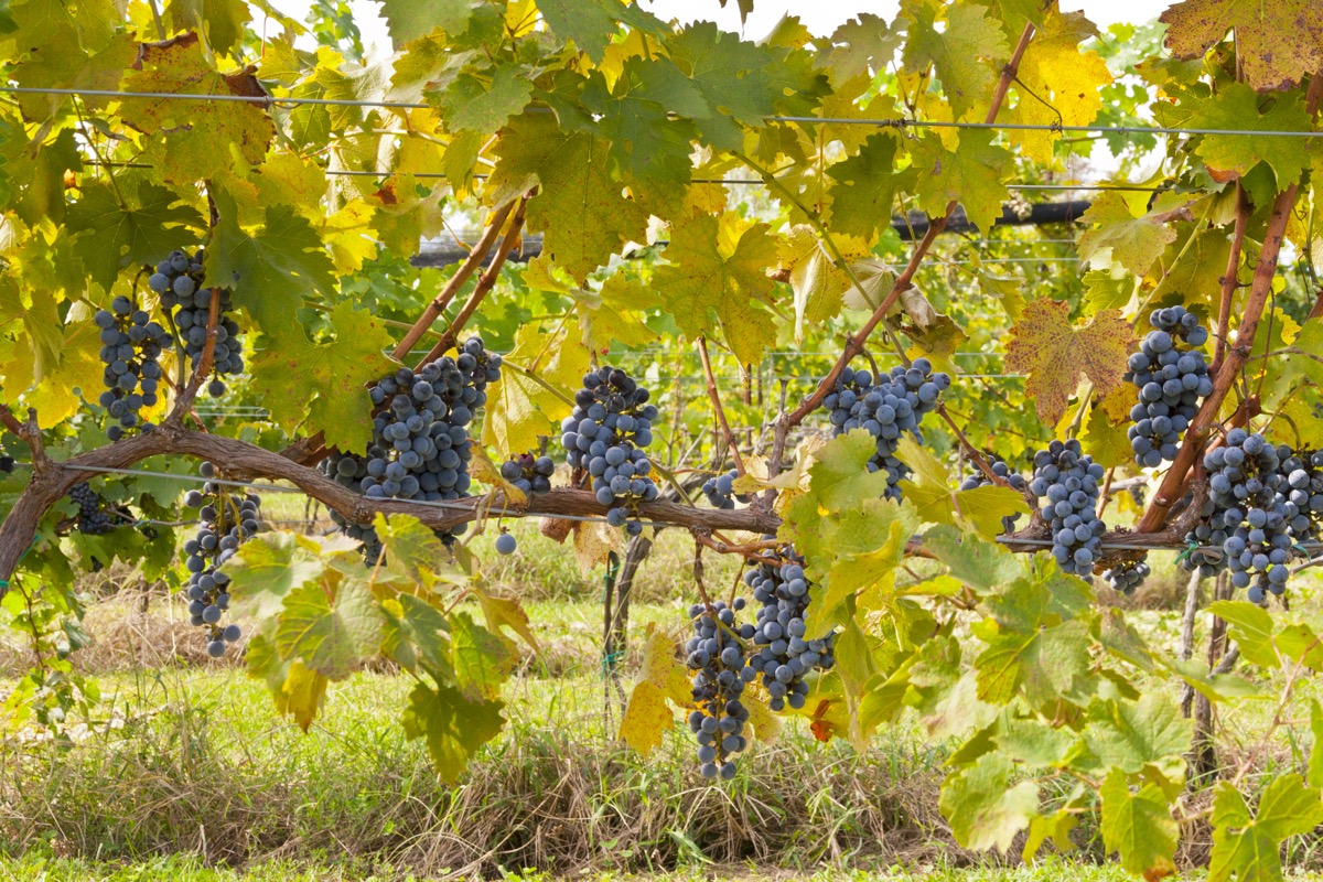 The Amazing Origins of Everyday Slang Terms You Use Constantly