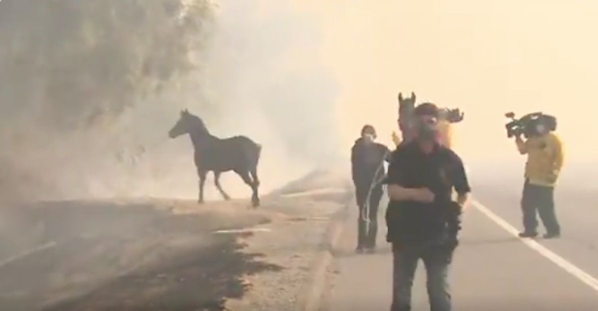 Horse Runs Back Into California Wildfire To Save Two Horses In Viral Video