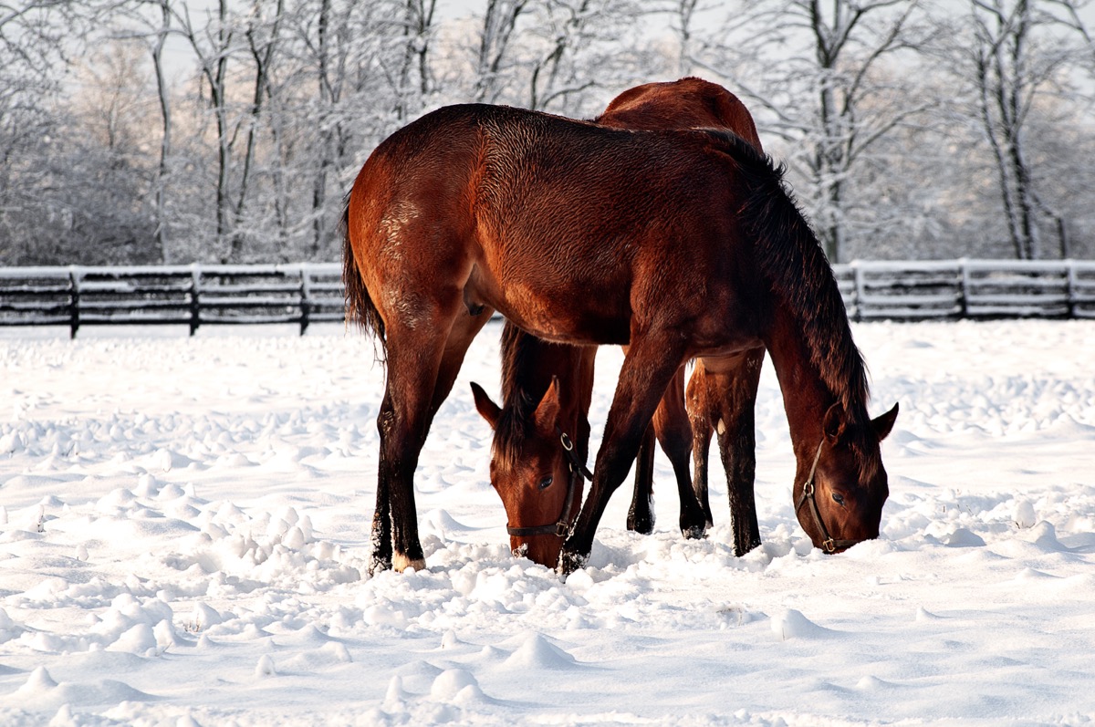 Horses playing in the snow