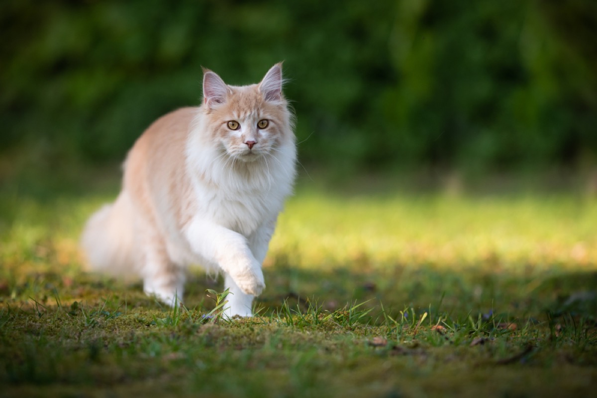 orange and white cat walking in the grass