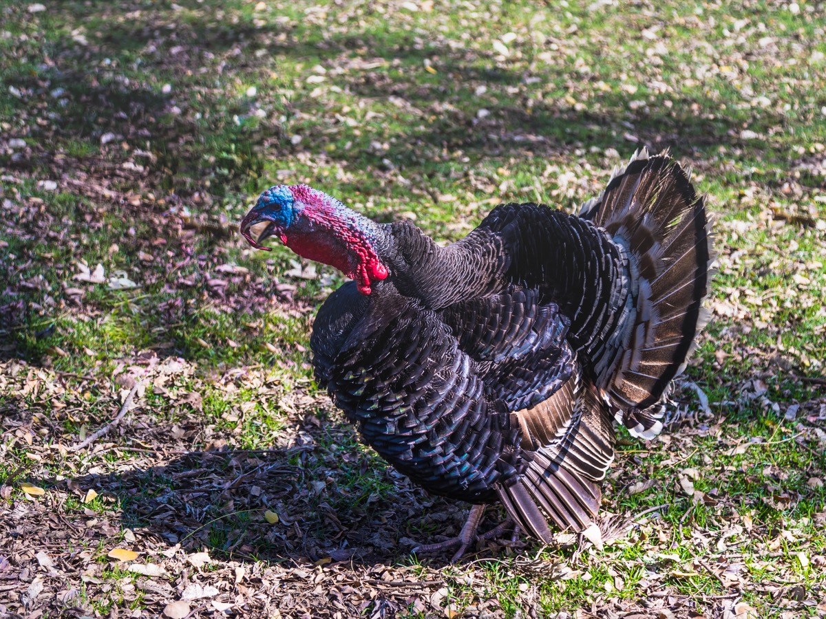 male turkey on grass
