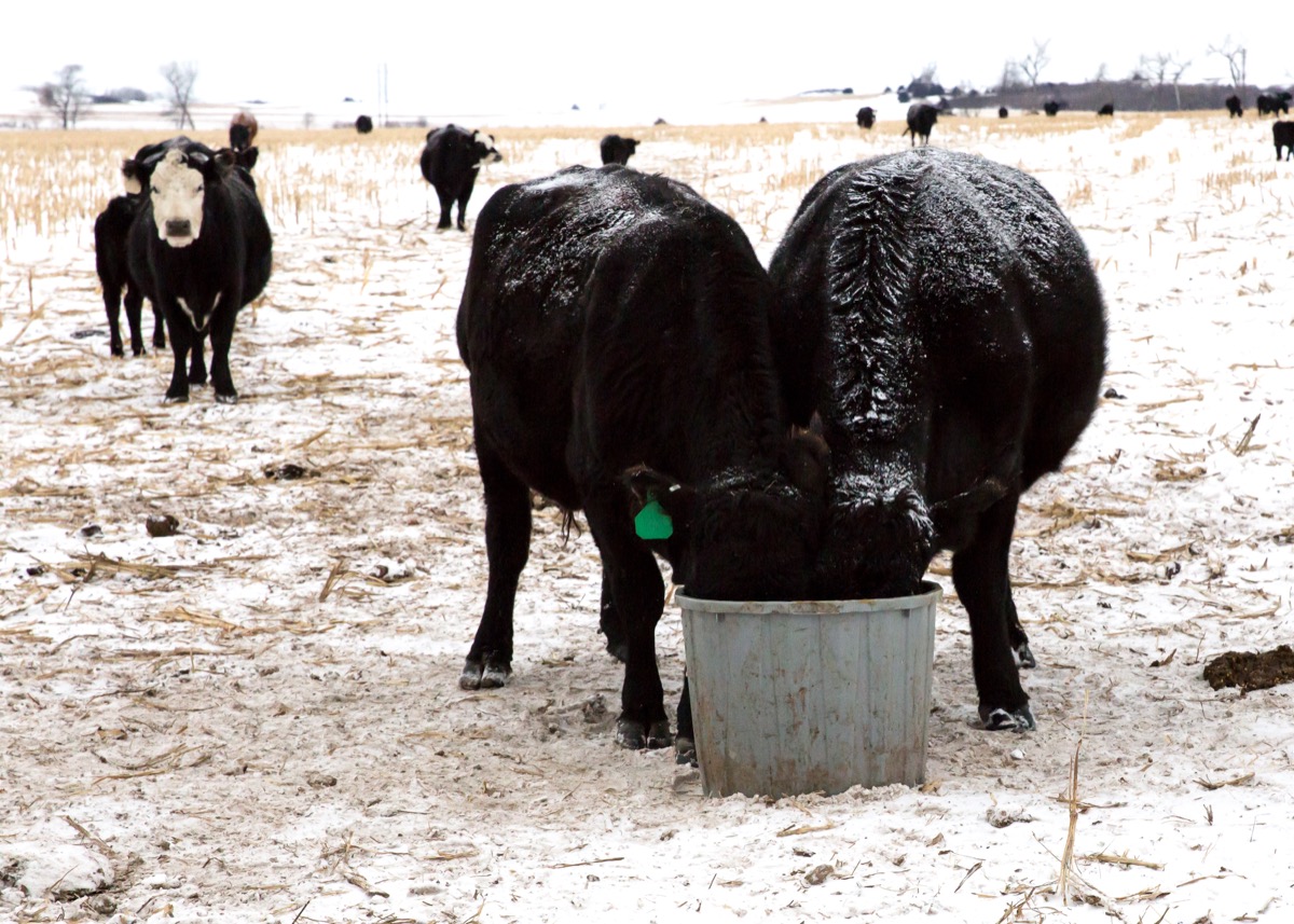 Cows in a field in nebraska in the winter