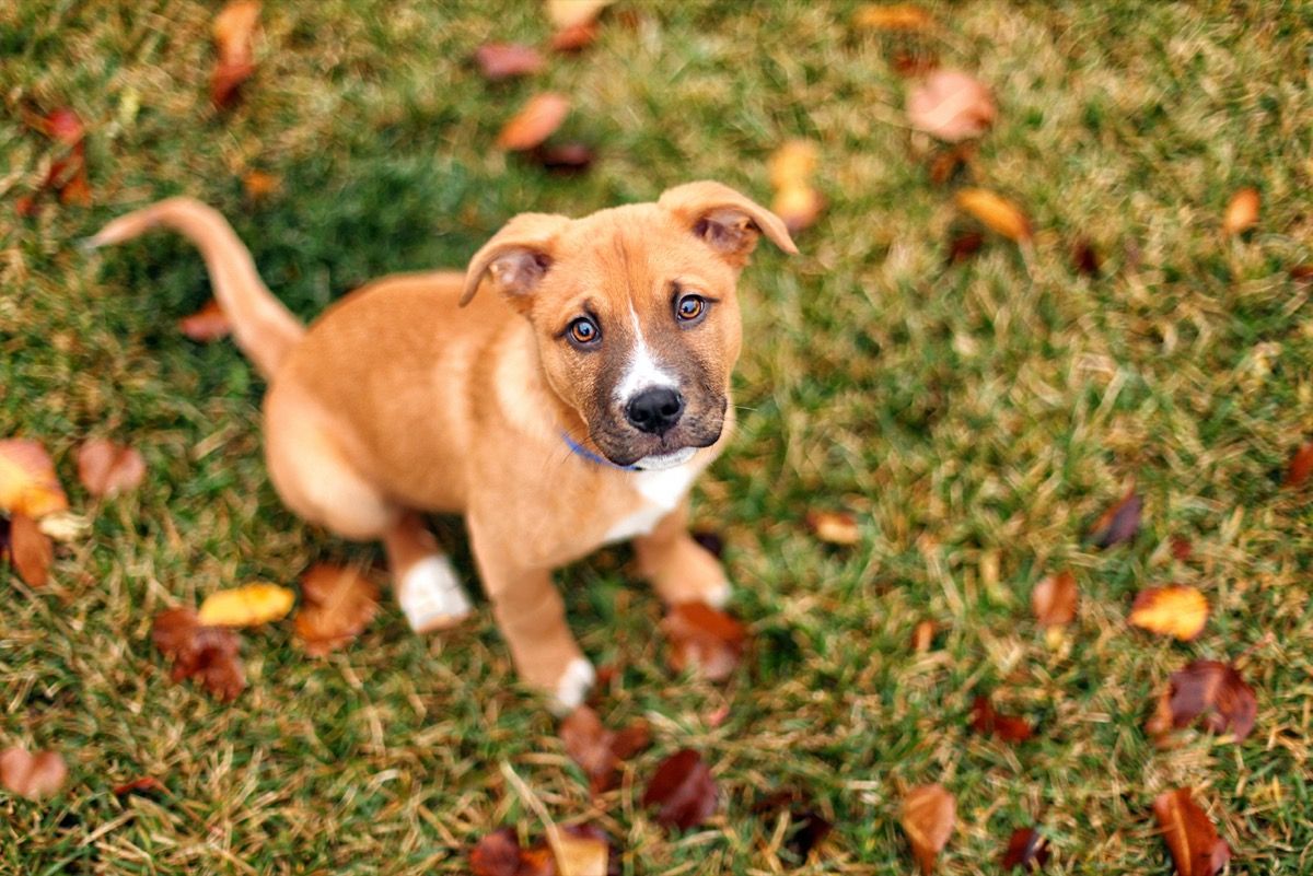 Small mutt sale puppies