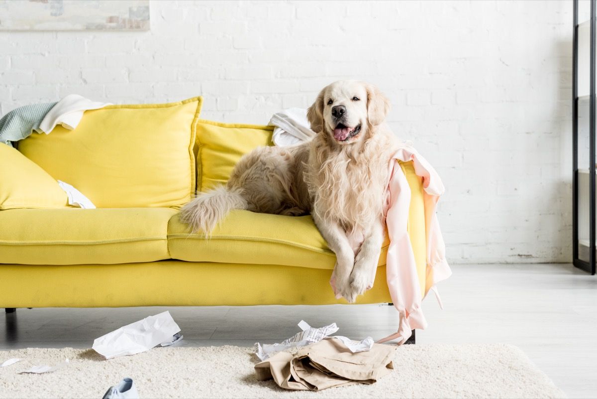 puppy on messy couch