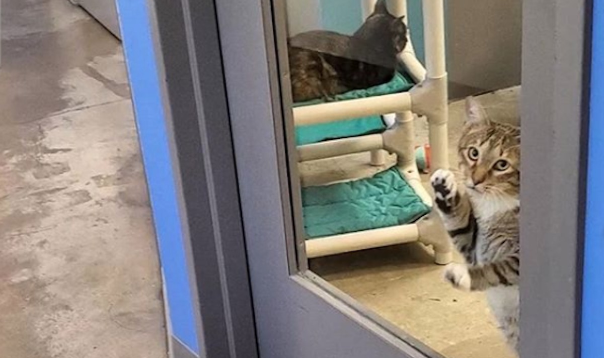 Quilty the Cat Repeatedly Tries to Bust Out Fellow Shelter Cats, Goes