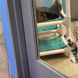 shelter cat solitary confinement