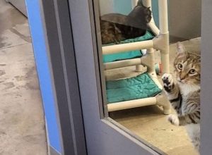 shelter cat solitary confinement