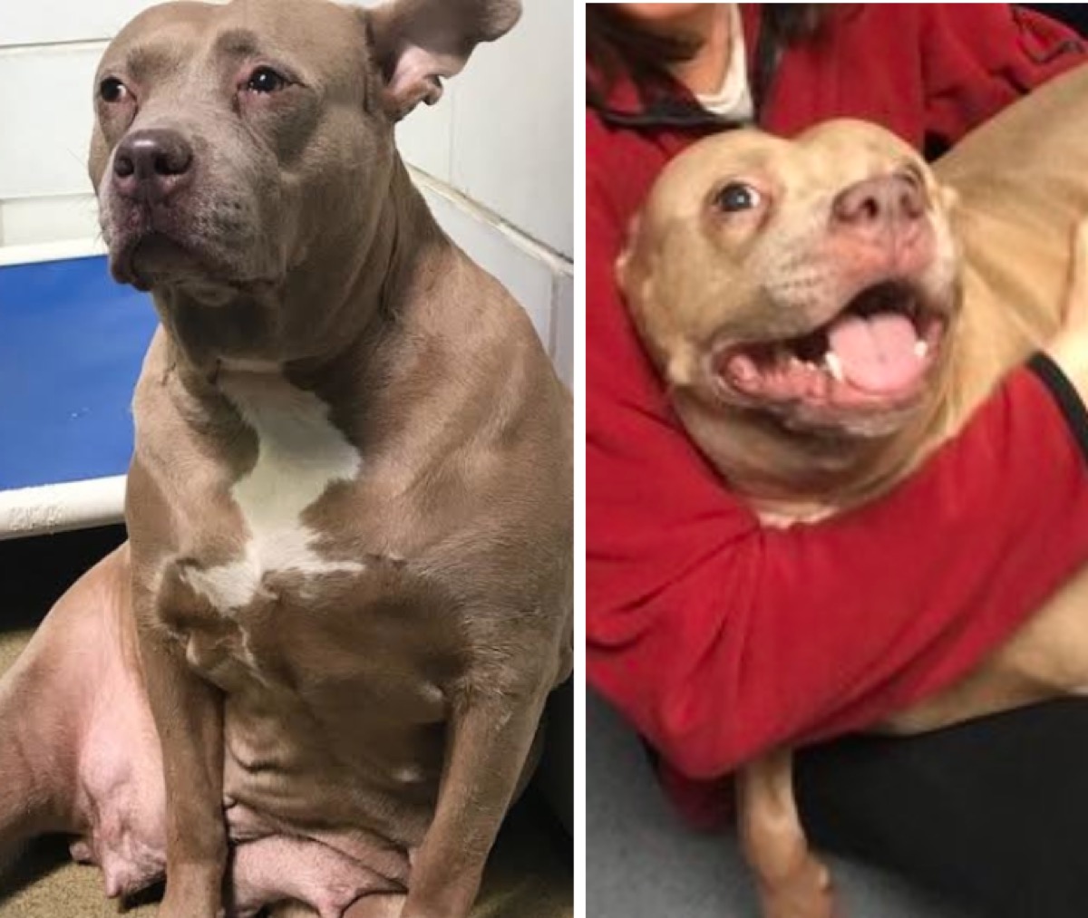 rosie rescue dog cries and then smiles in before and after photos