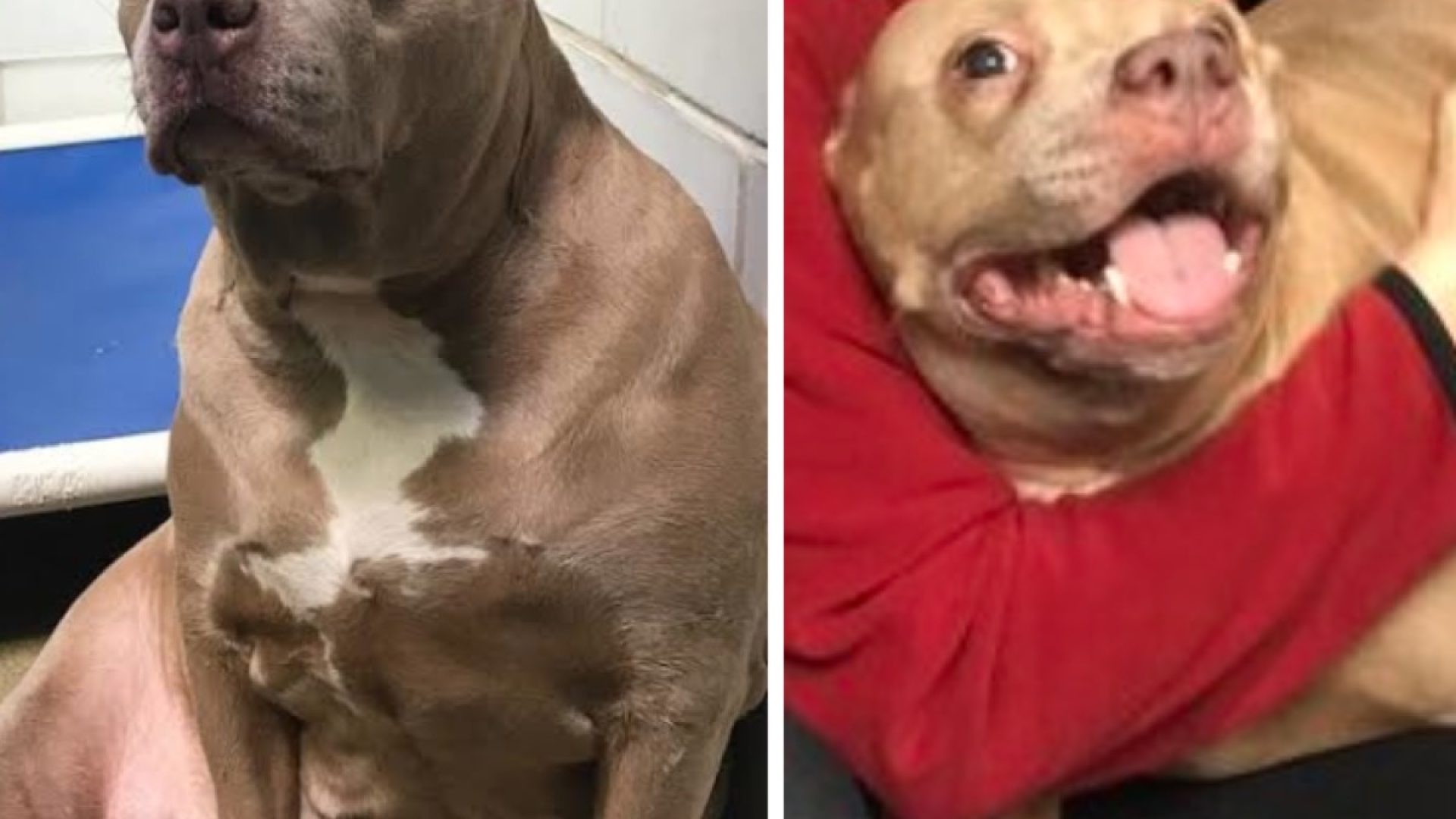 20 Rescue Dogs' Before-and-After Photos That Will Melt Your Heart