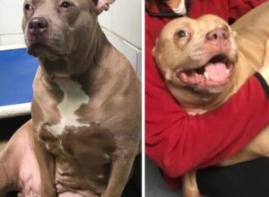 rosie rescue dog cries and then smiles in before and after photos