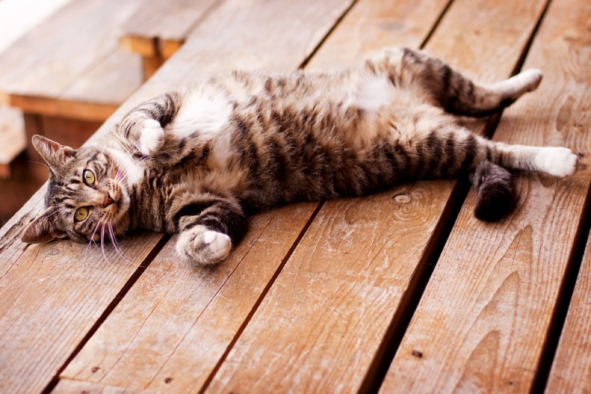 tabby cat lying on its back on a wooden table