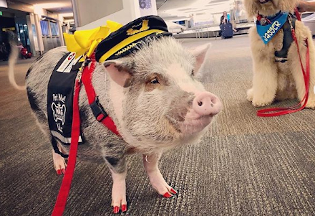 San Francisco Airport Adds First Cat to Wag Brigade Therapy Animal