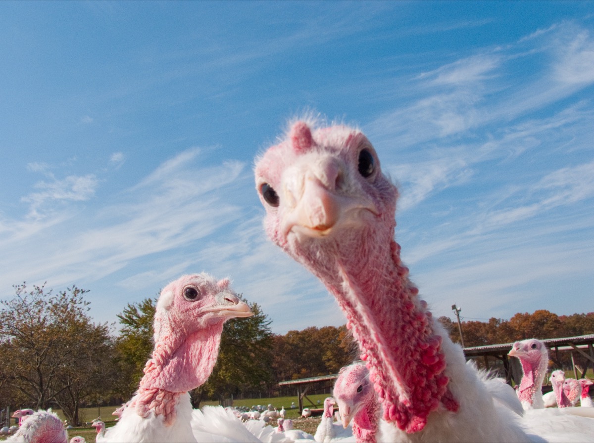 23 Mind-Blowing Turkey Facts You Definitely Didn't Know — Best Life