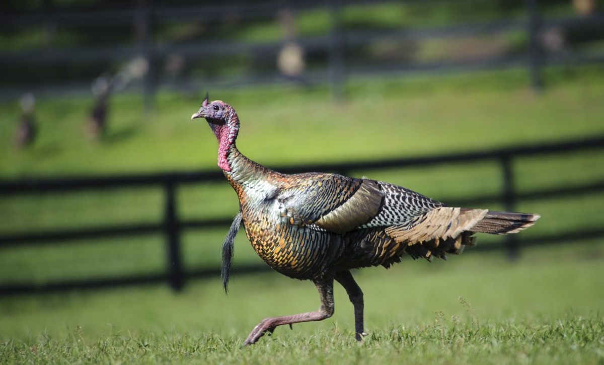 how fast does a wild turkey run