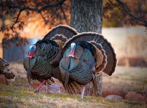 two male turkeys